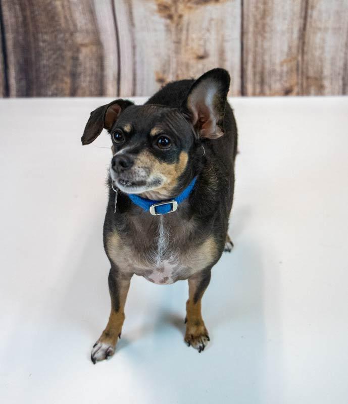 Enlarge Eugene, an adoptable mixed breed in Kennesaw, GA image 3/6