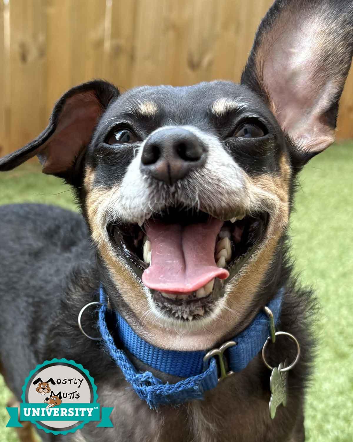 Eugene, adoptable, Adult Male Chihuahua.