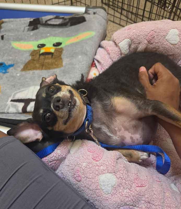 Enlarge Eugene, an adoptable mixed breed in Kennesaw, GA image 4/6