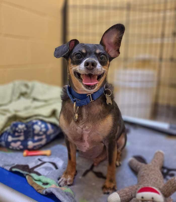 Enlarge Eugene, an adoptable mixed breed in Kennesaw, GA image 2/6
