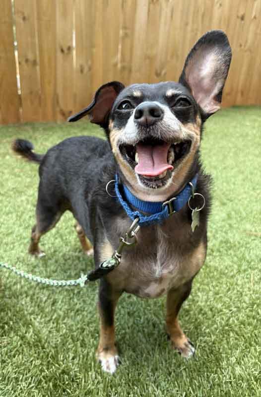 Enlarge Eugene, an adoptable mixed breed in Kennesaw, GA image 5/6