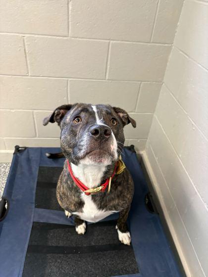 Baxter, Adoptable, Young Male Pit Bull Terrier & Mixed Breed.