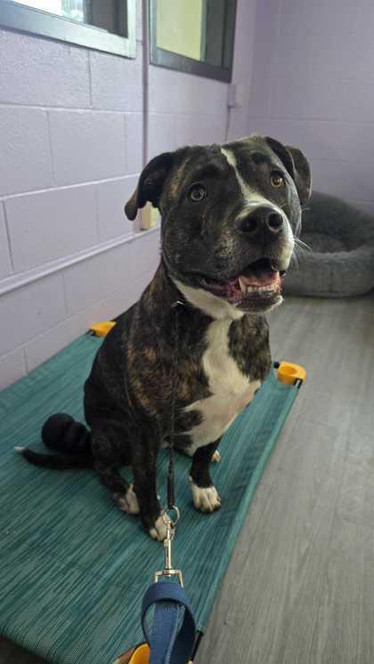 Enlarge Baxter, a Adoptable mixed breed in Louisville, KY image 1/1