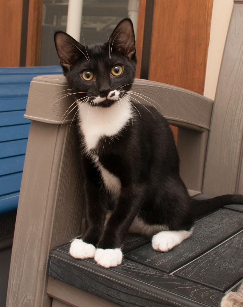 Enlarge Gemini (gets adopted with Perplexity), a Adoptable Tuxedo in Westminster, CO image 4/4