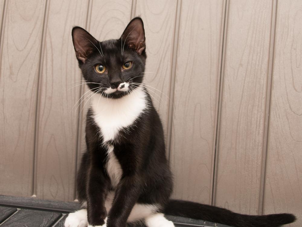 Enlarge Gemini (gets adopted with Perplexity), a Adoptable Tuxedo in Westminster, CO image 2/4