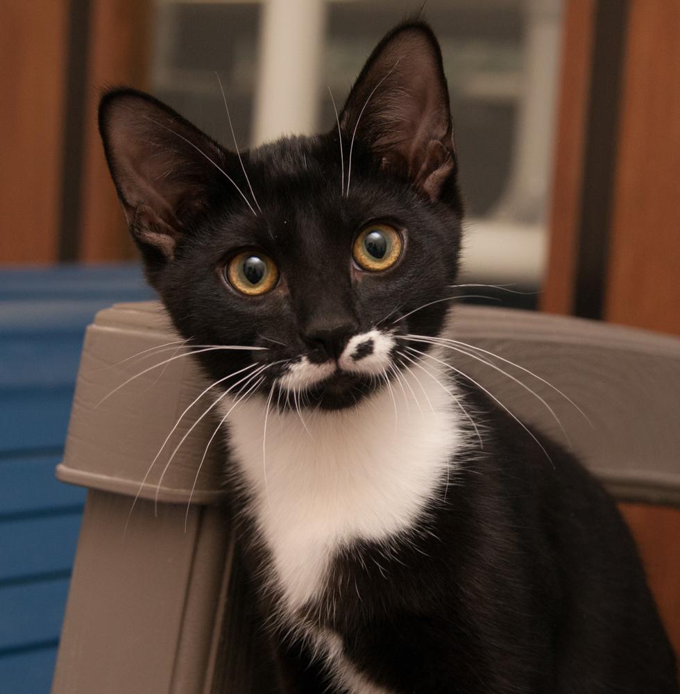 Gemini (gets adopted with Perplexity), Adoptable, Kitten Male Tuxedo.