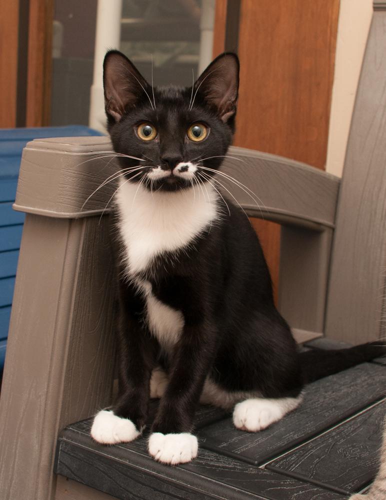 Enlarge Gemini (gets adopted with Perplexity), a Adoptable Tuxedo in Westminster, CO image 3/4