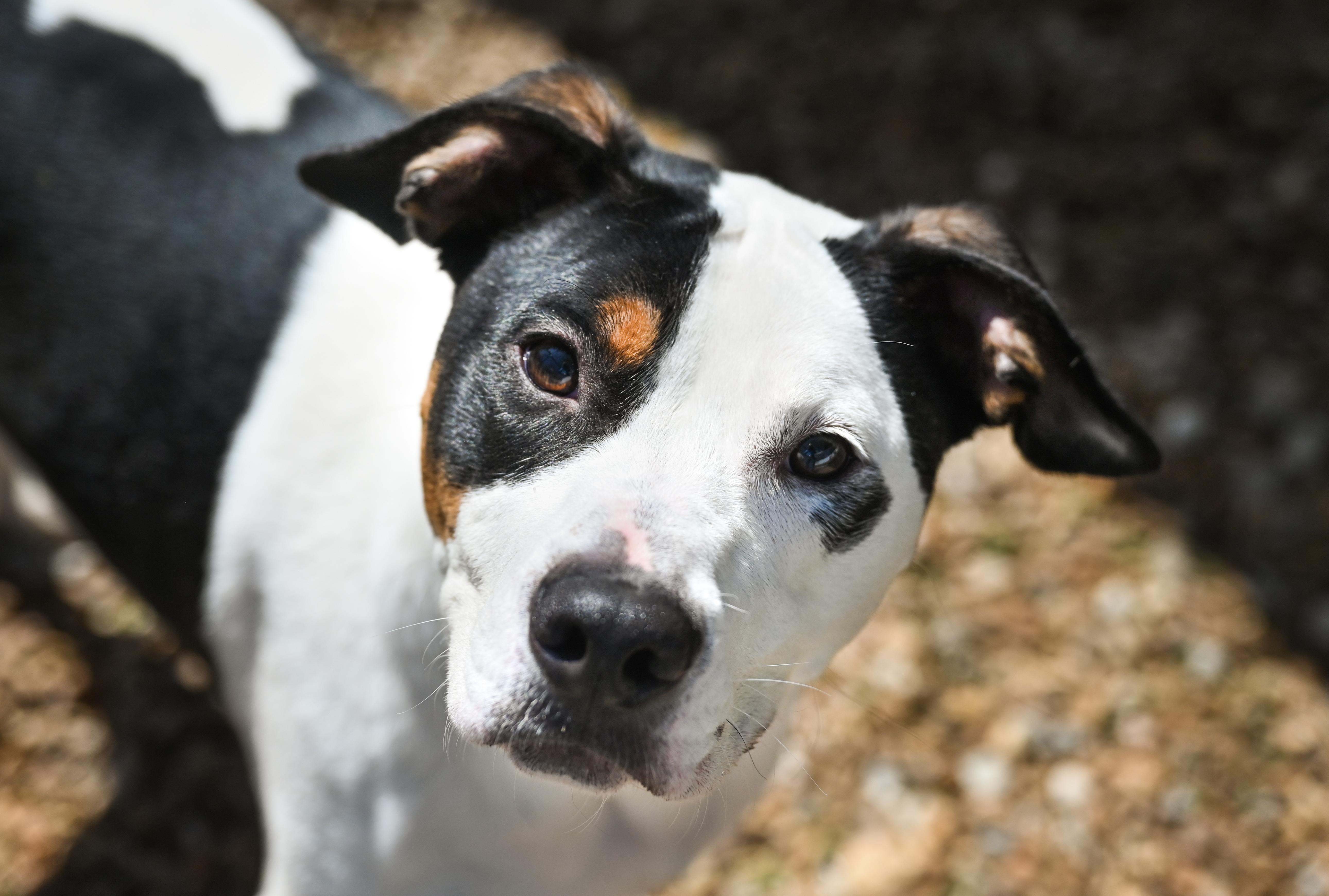 Enlarge Charlie Brown, a ADOPTABLE mixed breed in Chattanooga, TN image 4/6