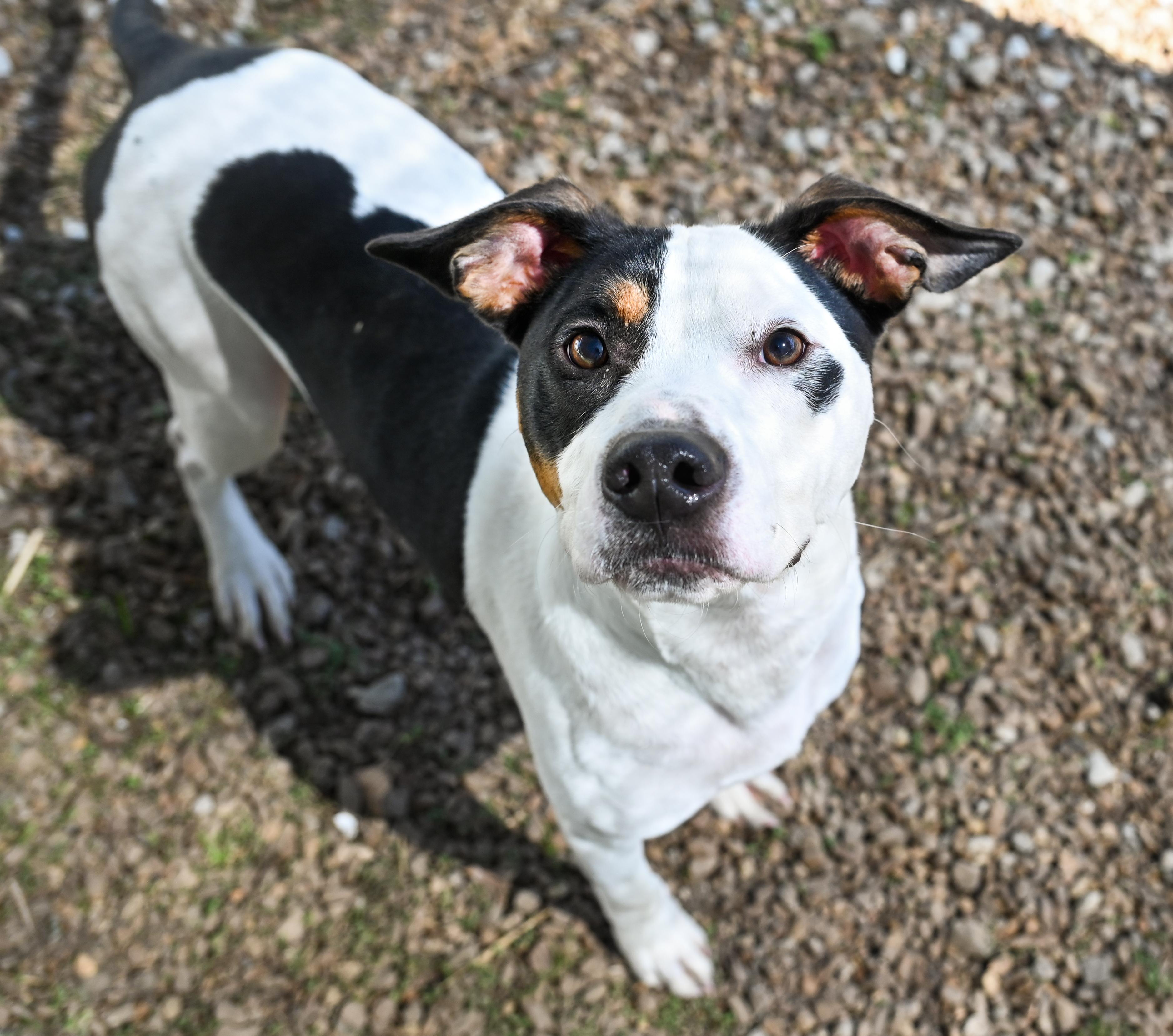 Enlarge Charlie Brown, a ADOPTABLE mixed breed in Chattanooga, TN image 3/6