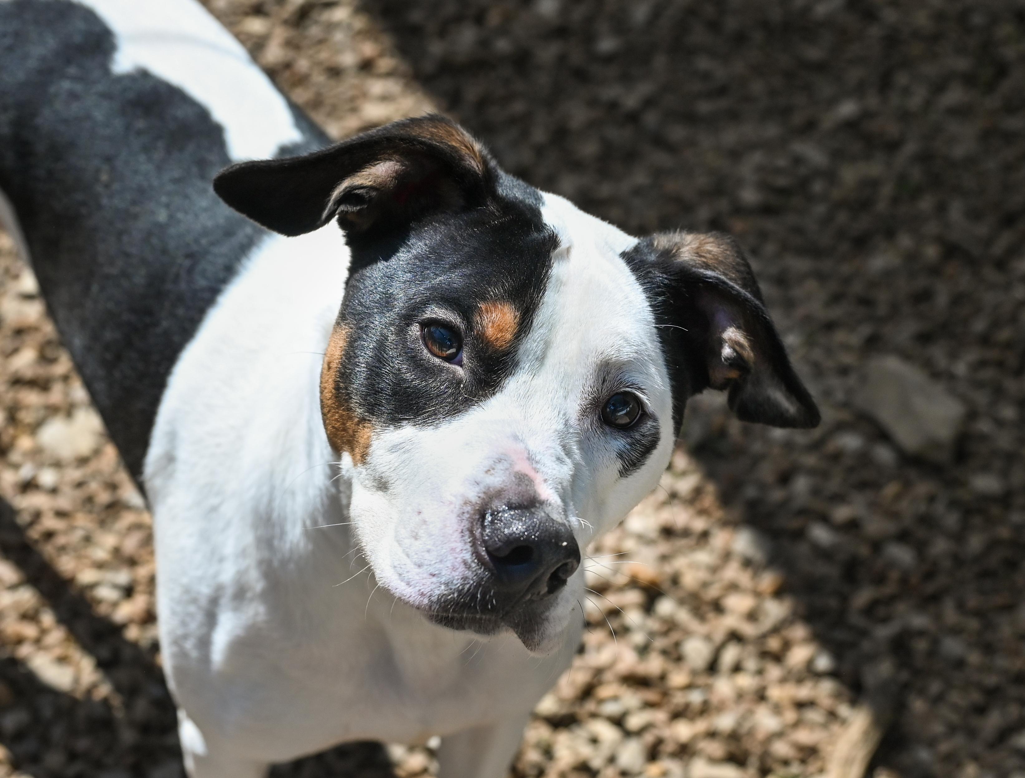 Enlarge Charlie Brown, a ADOPTABLE mixed breed in Chattanooga, TN image 5/6
