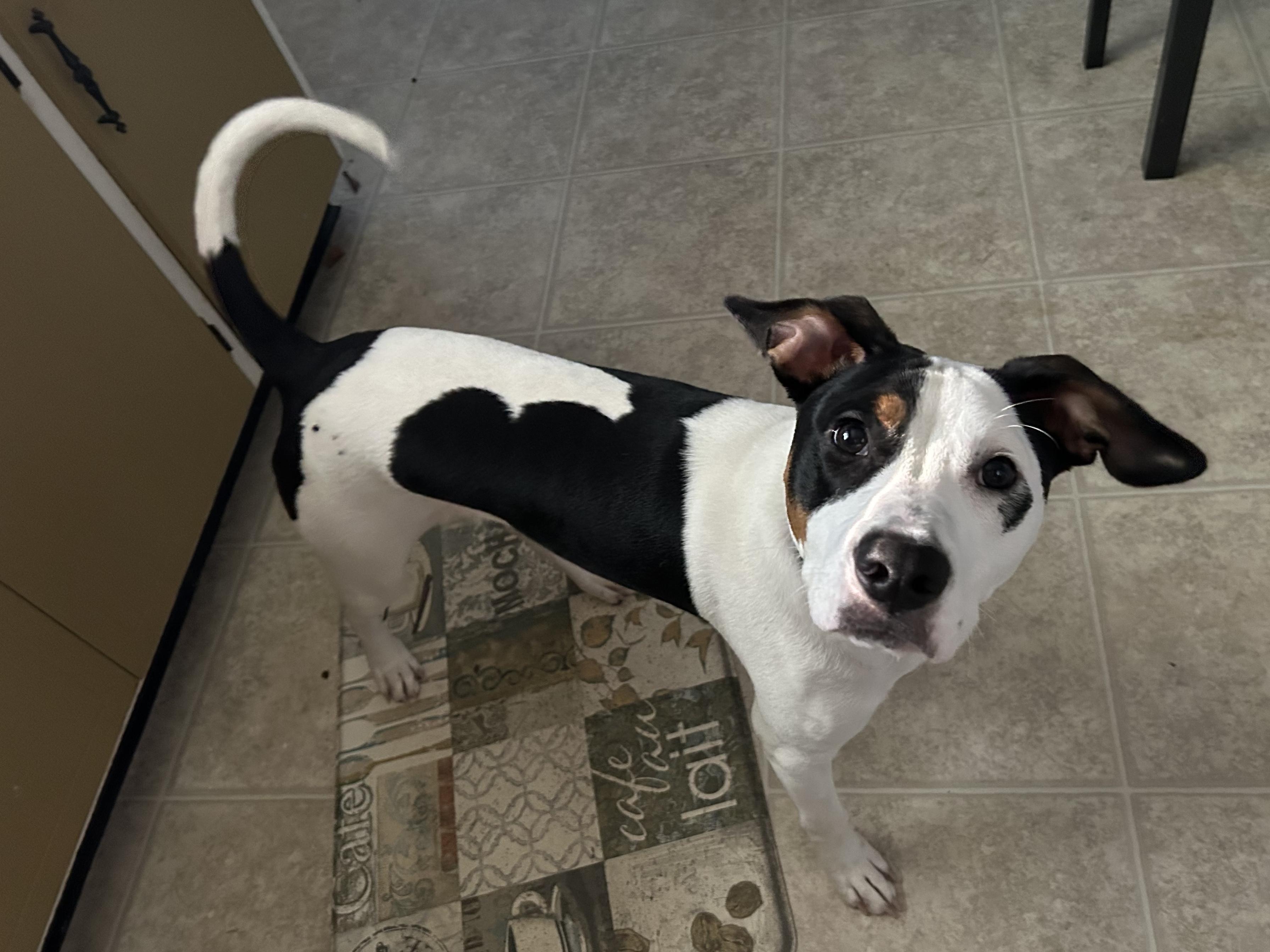 Enlarge Charlie Brown, a ADOPTABLE mixed breed in Chattanooga, TN image 6/6