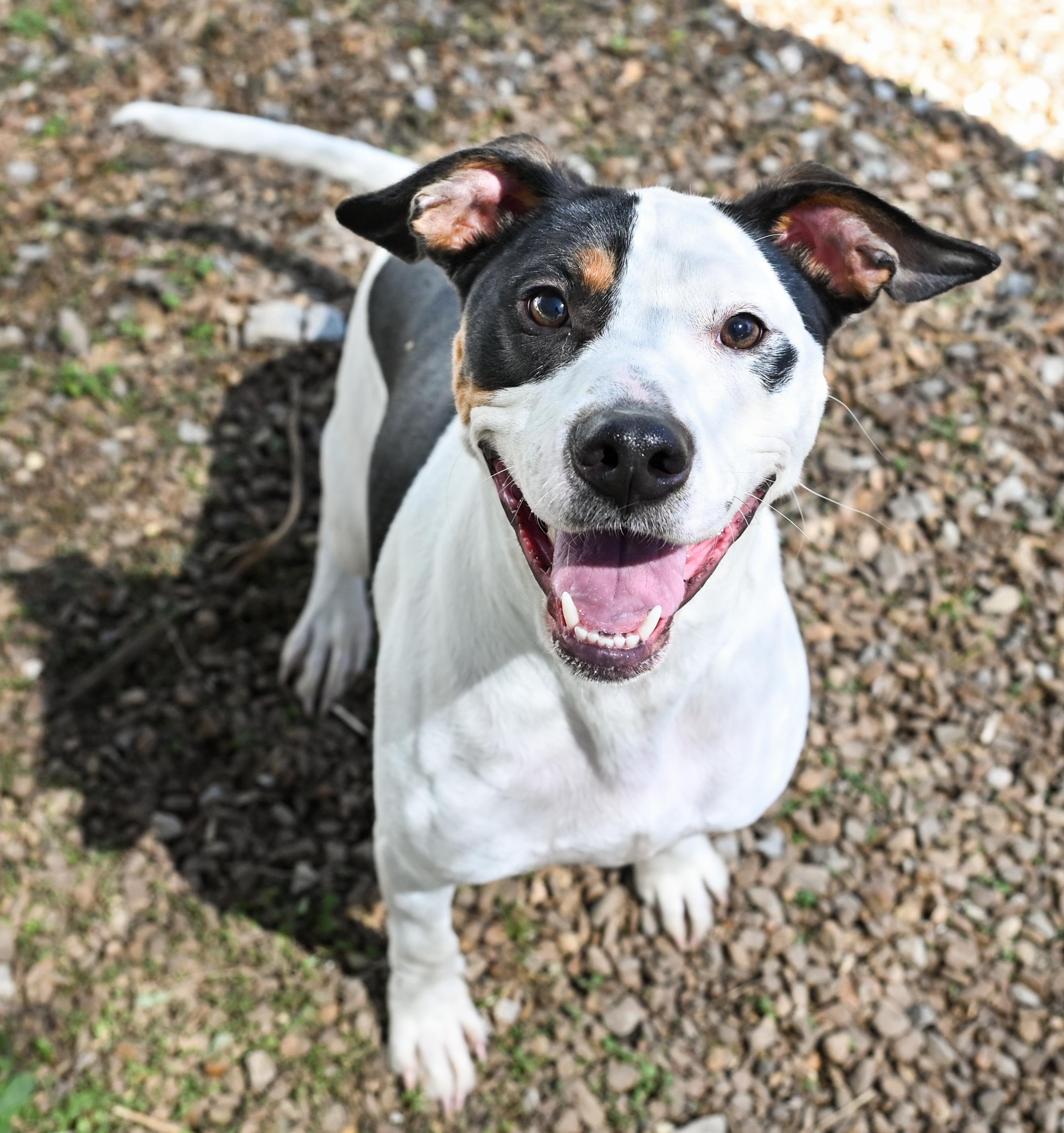 Charlie Brown, ADOPTABLE, Adult Male Terrier.