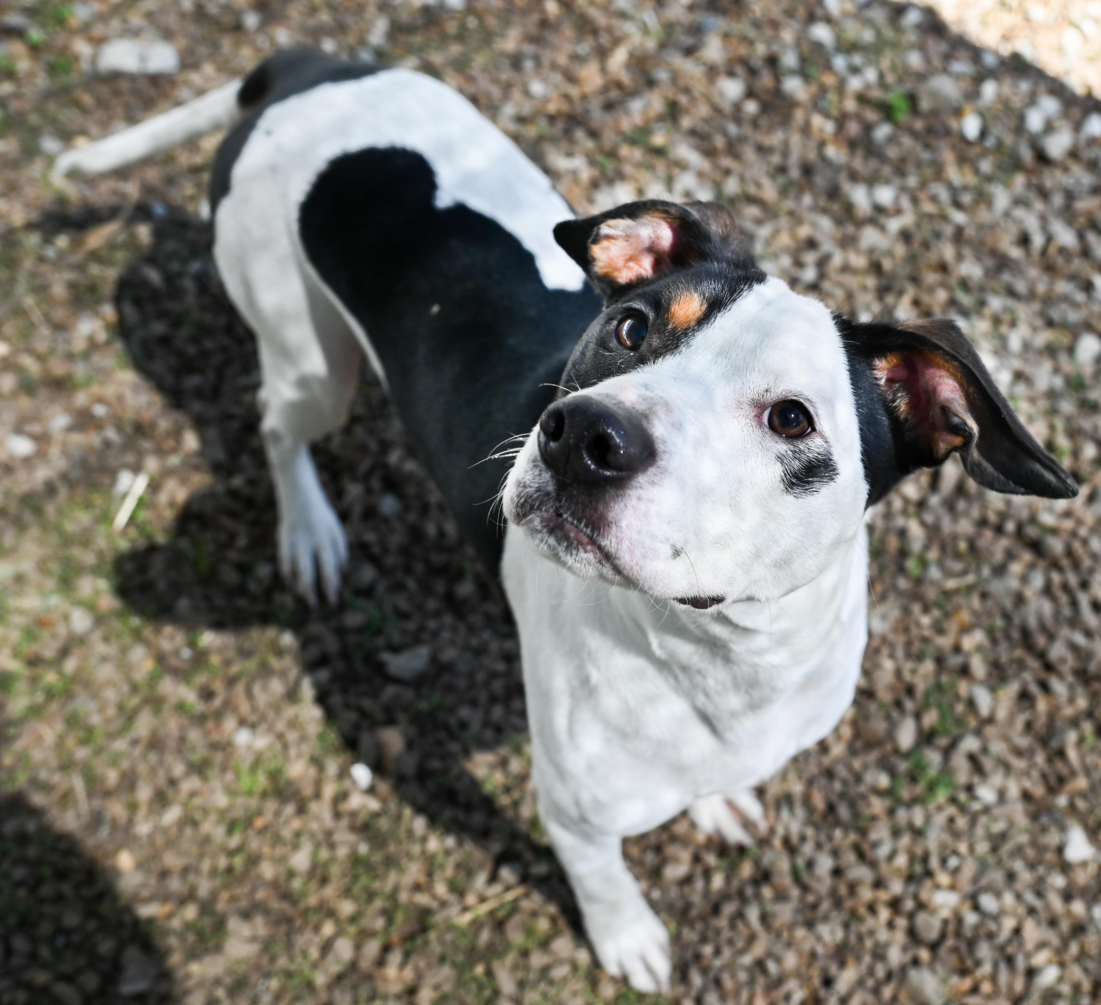 Enlarge Charlie Brown, a ADOPTABLE mixed breed in Chattanooga, TN image 2/6