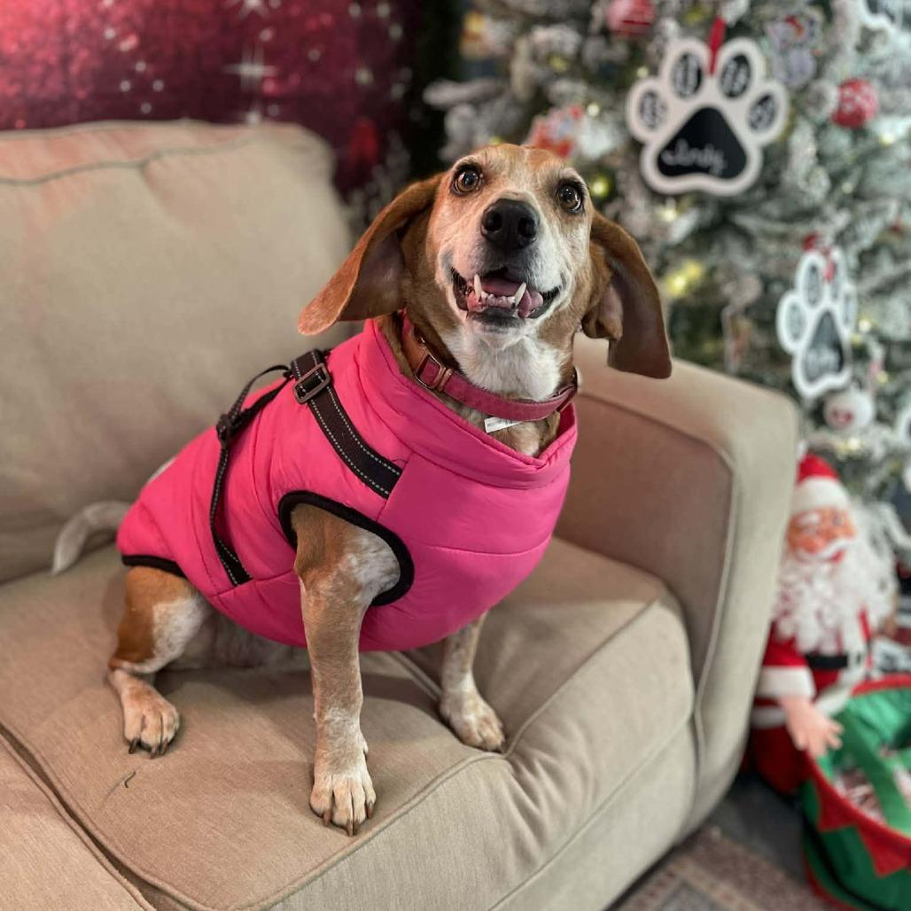 Enlarge Scooter, a Adoptable Beagle in CHANUTE, KS image 1/5