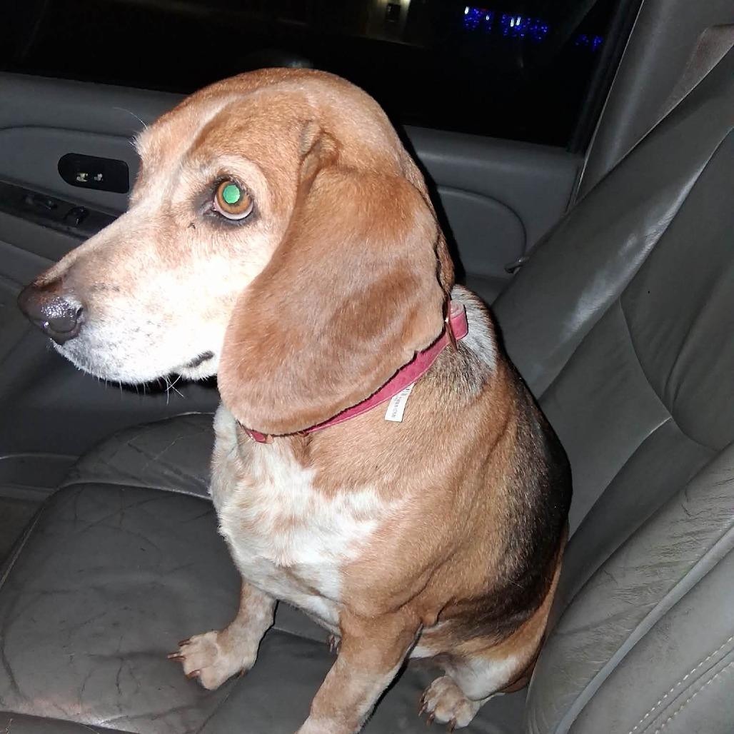 Enlarge Scooter, a Adoptable Beagle in CHANUTE, KS image 3/5