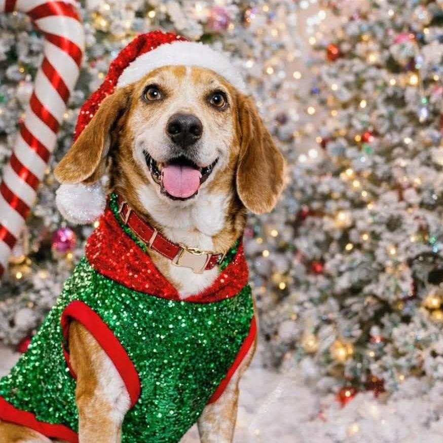 Enlarge Scooter, a Adoptable Beagle in CHANUTE, KS image 4/5