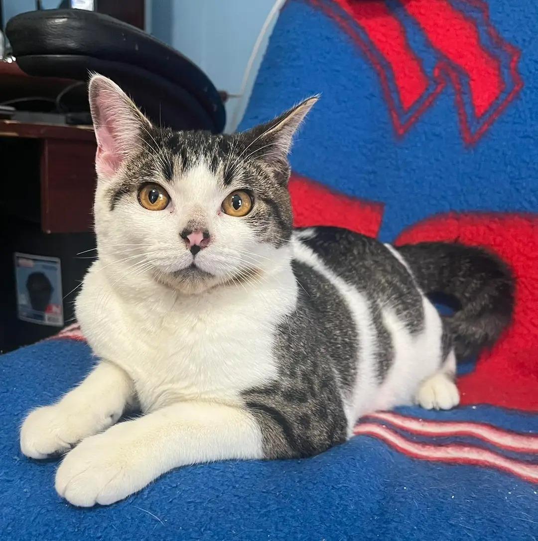 Eli, adopted, Young Male Domestic Short Hair.