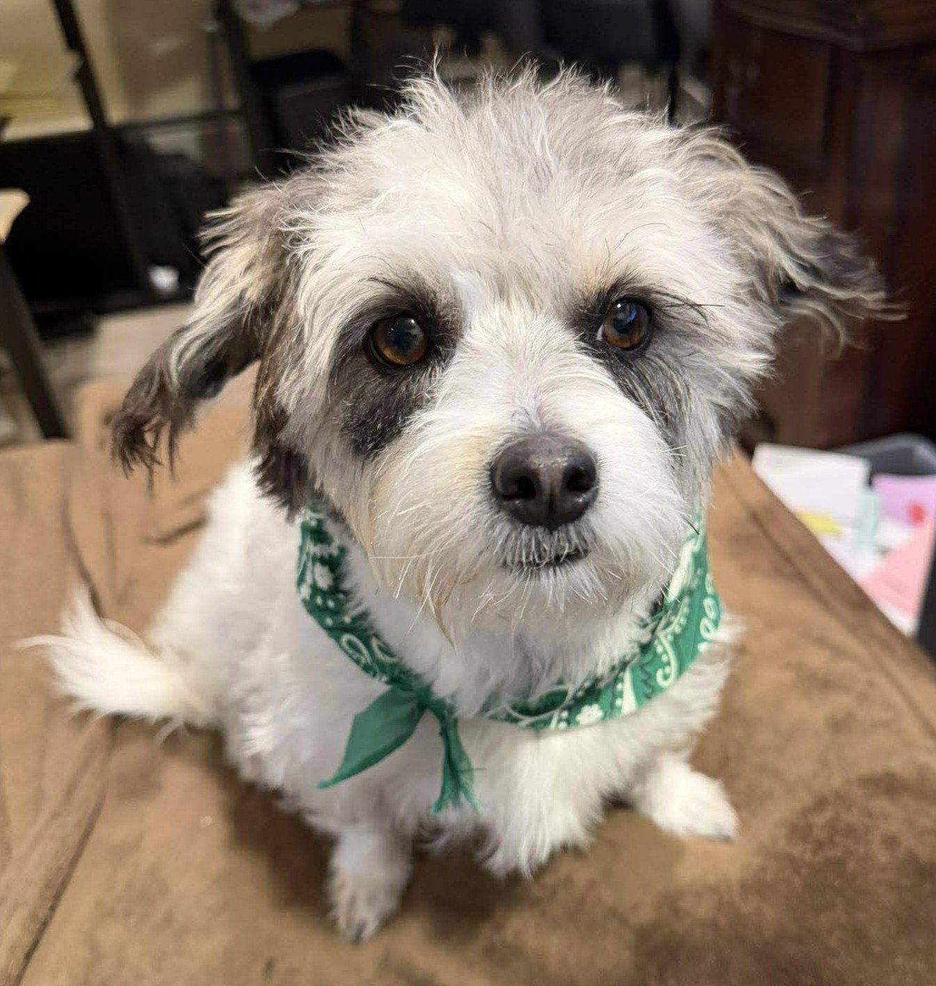 Nac's Mei Mei TX, Adopted, Adult Female Shih Tzu & Poodle.