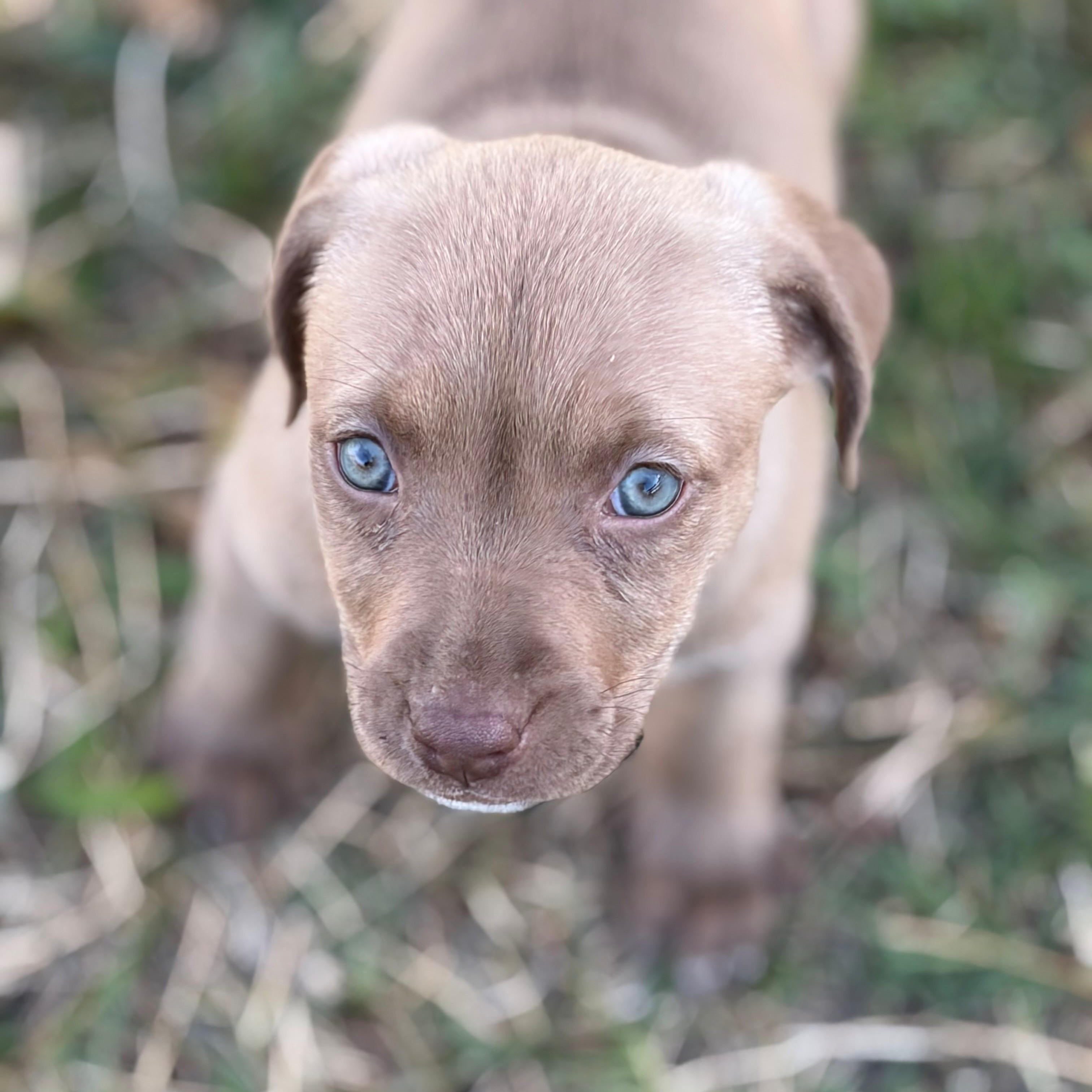 Enlarge Cherry Chip, a ADOPTABLE mixed breed in Zephyrhills, FL image 3/3