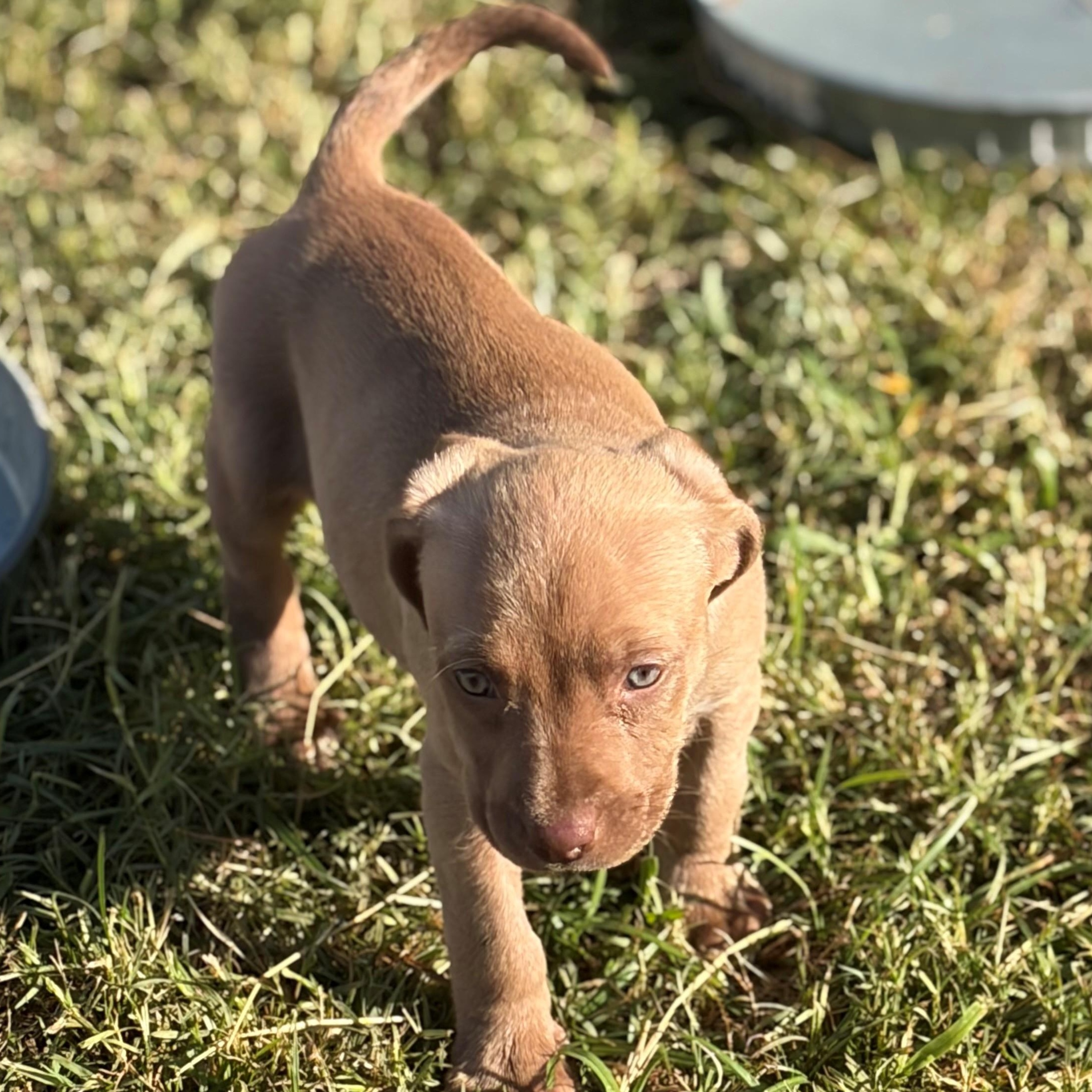 Enlarge Cherry Chip, a ADOPTABLE mixed breed in Zephyrhills, FL image 2/3