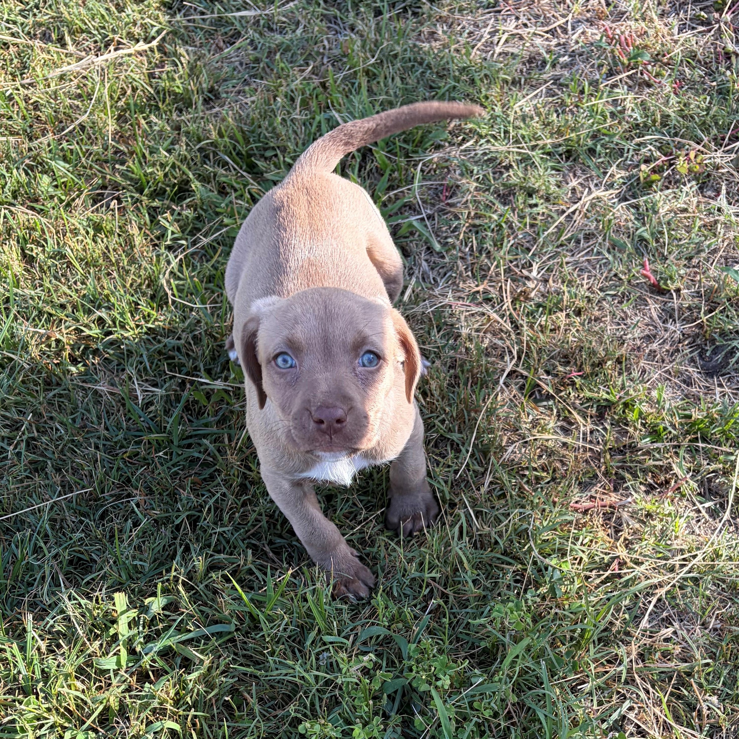 Cherry Chip, ADOPTABLE, Puppy Female Chocolate Labrador Retriever & American Bulldog.