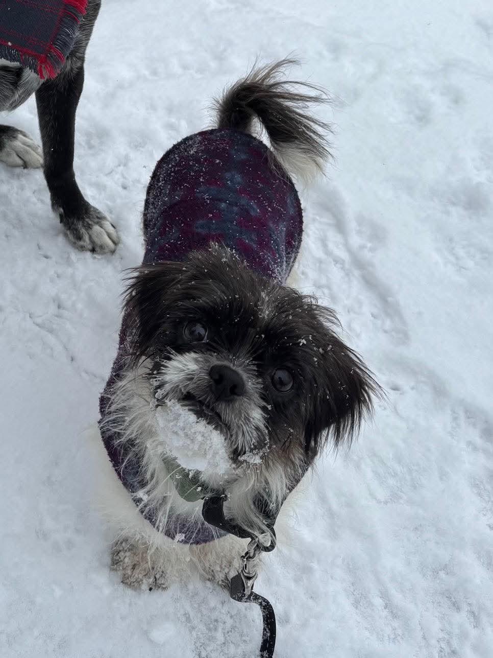 Claire, Adoptable, Young Female Shih Tzu.