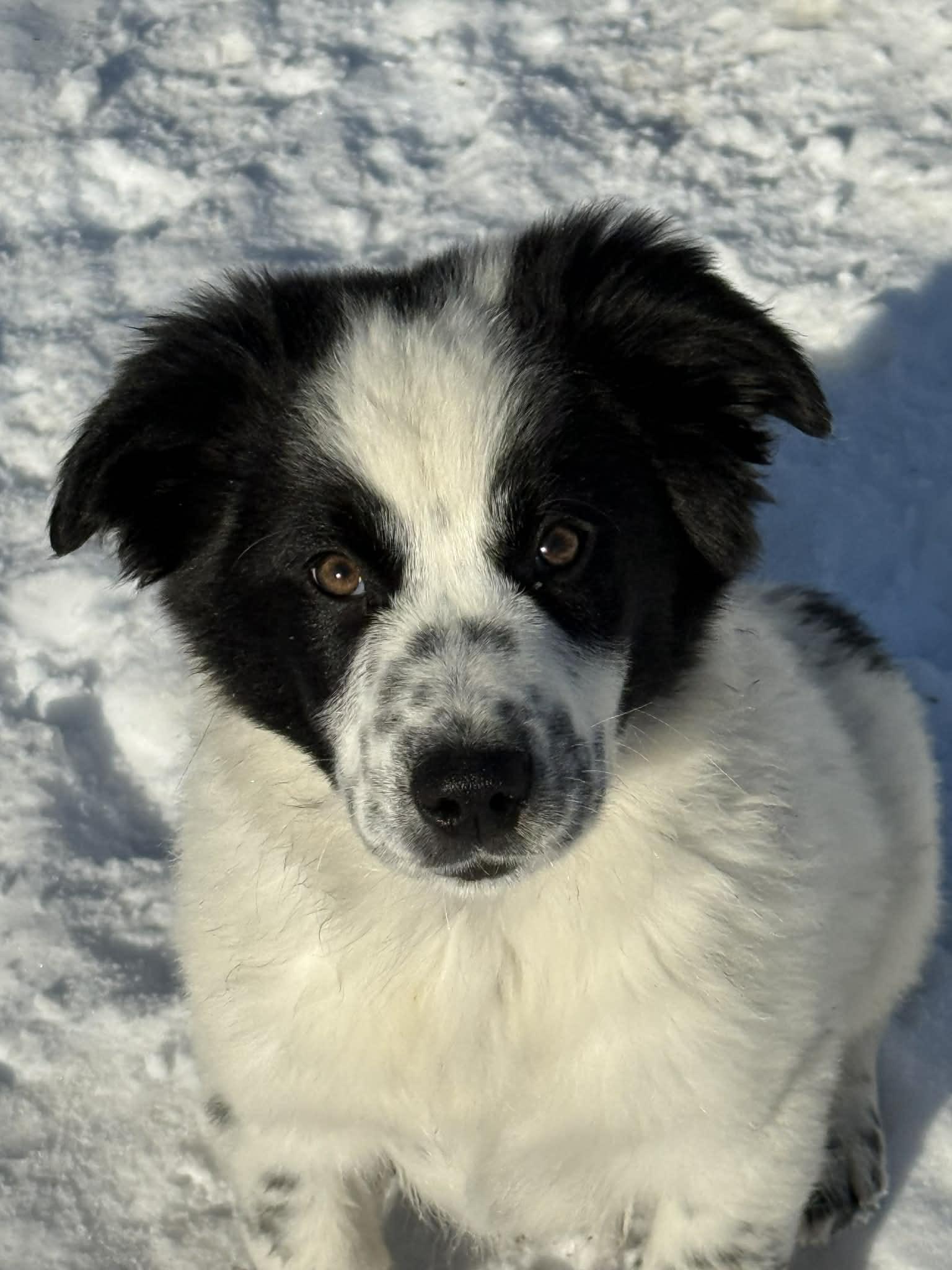Rudolph, ADOPTABLE, Puppy Male Australian Shepherd.