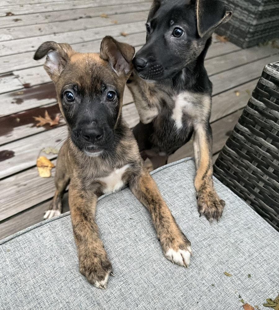 Snickers, Adoptable, Puppy Male Mountain Cur.