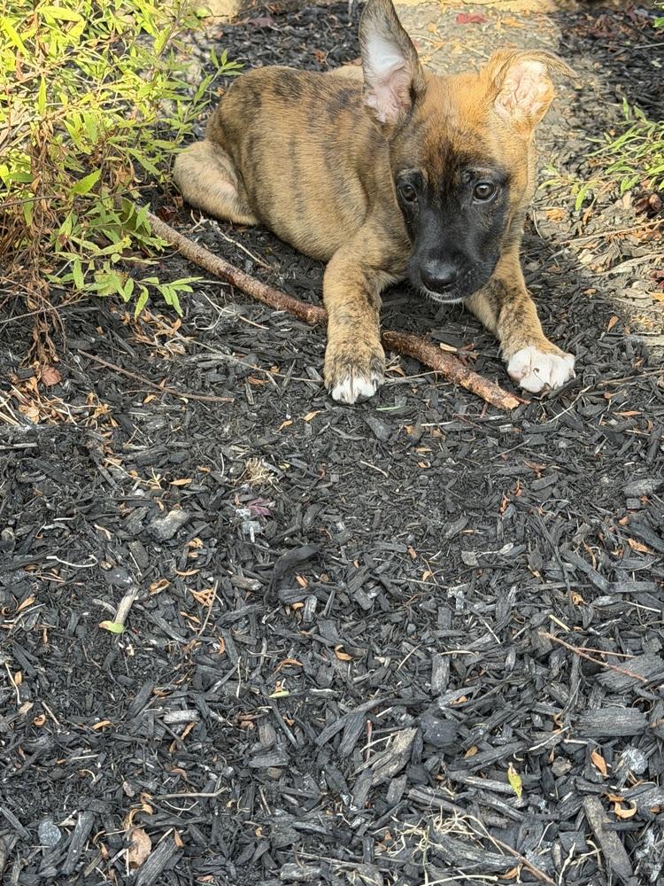 Enlarge Snickers, a Adoptable mixed breed in Willingboro, NJ image 2/6
