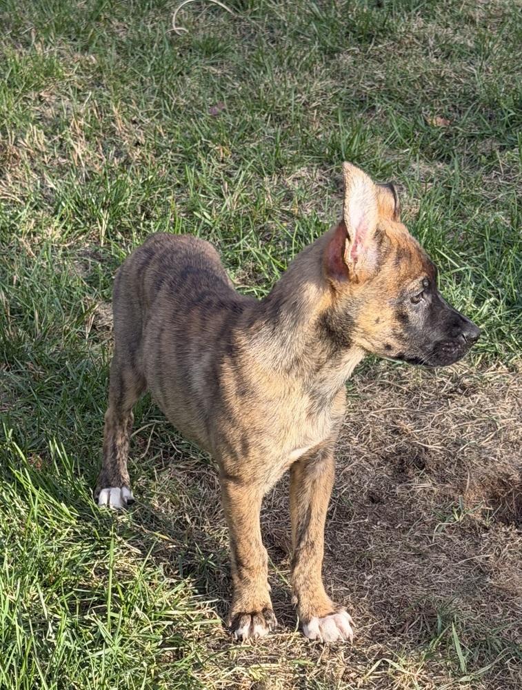 Enlarge Snickers, a Adoptable mixed breed in Willingboro, NJ image 3/6