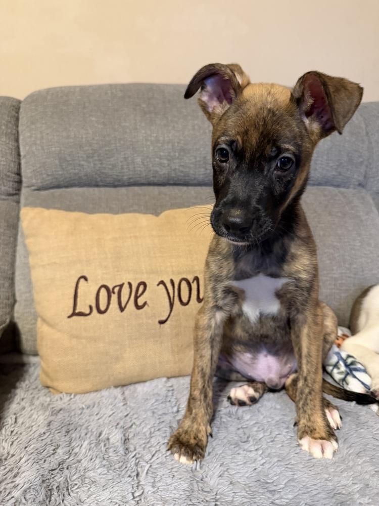 Enlarge Snickers, a Adoptable mixed breed in Willingboro, NJ image 4/6