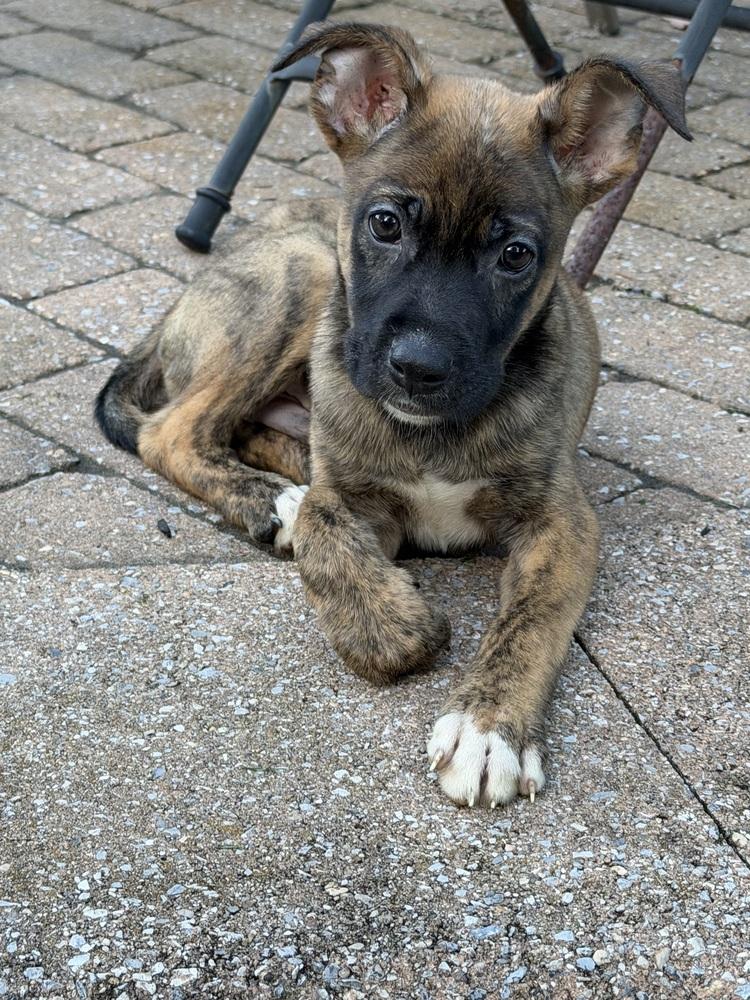 Enlarge Snickers, a Adoptable mixed breed in Willingboro, NJ image 5/6