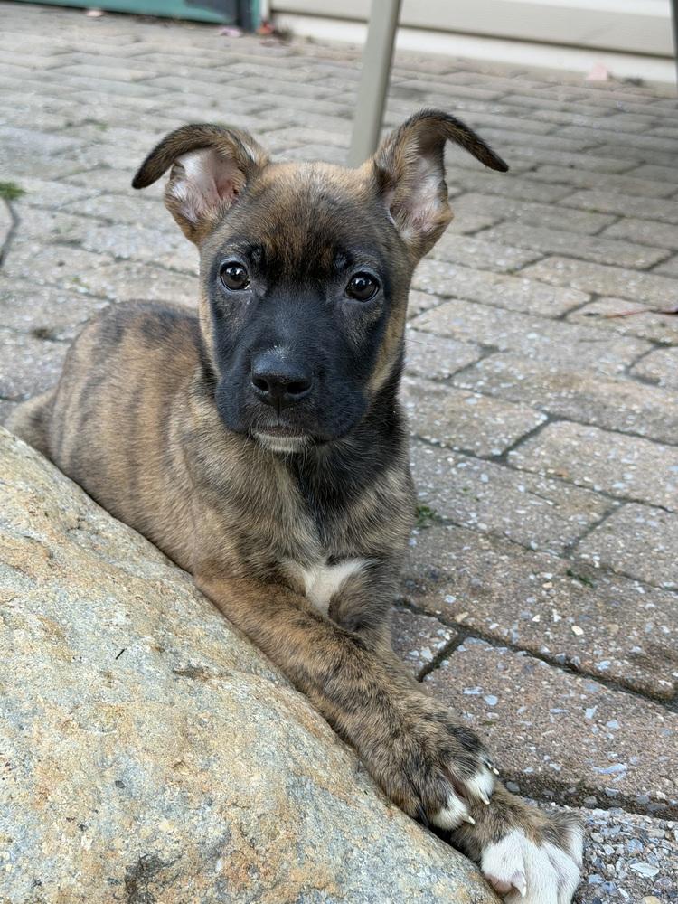 Enlarge Snickers, a Adoptable mixed breed in Willingboro, NJ image 6/6