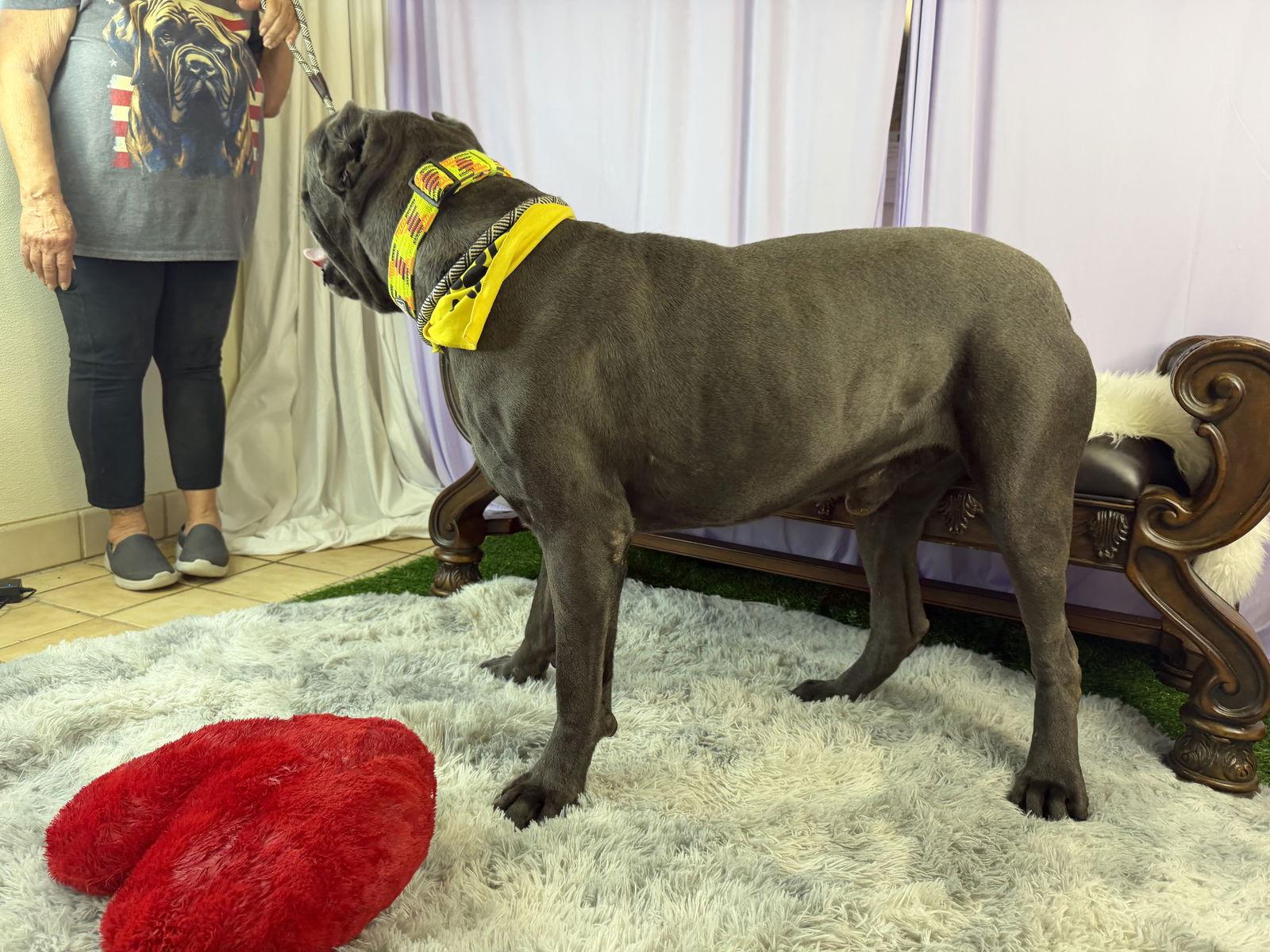 Sonvito, a Adoptable Cane Corso in Glendale, AZ image 1/3