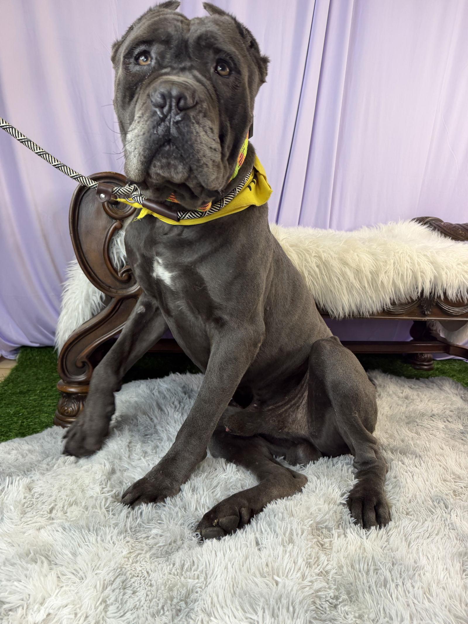 Sonvito, a Adoptable Cane Corso in Glendale, AZ image 2/3