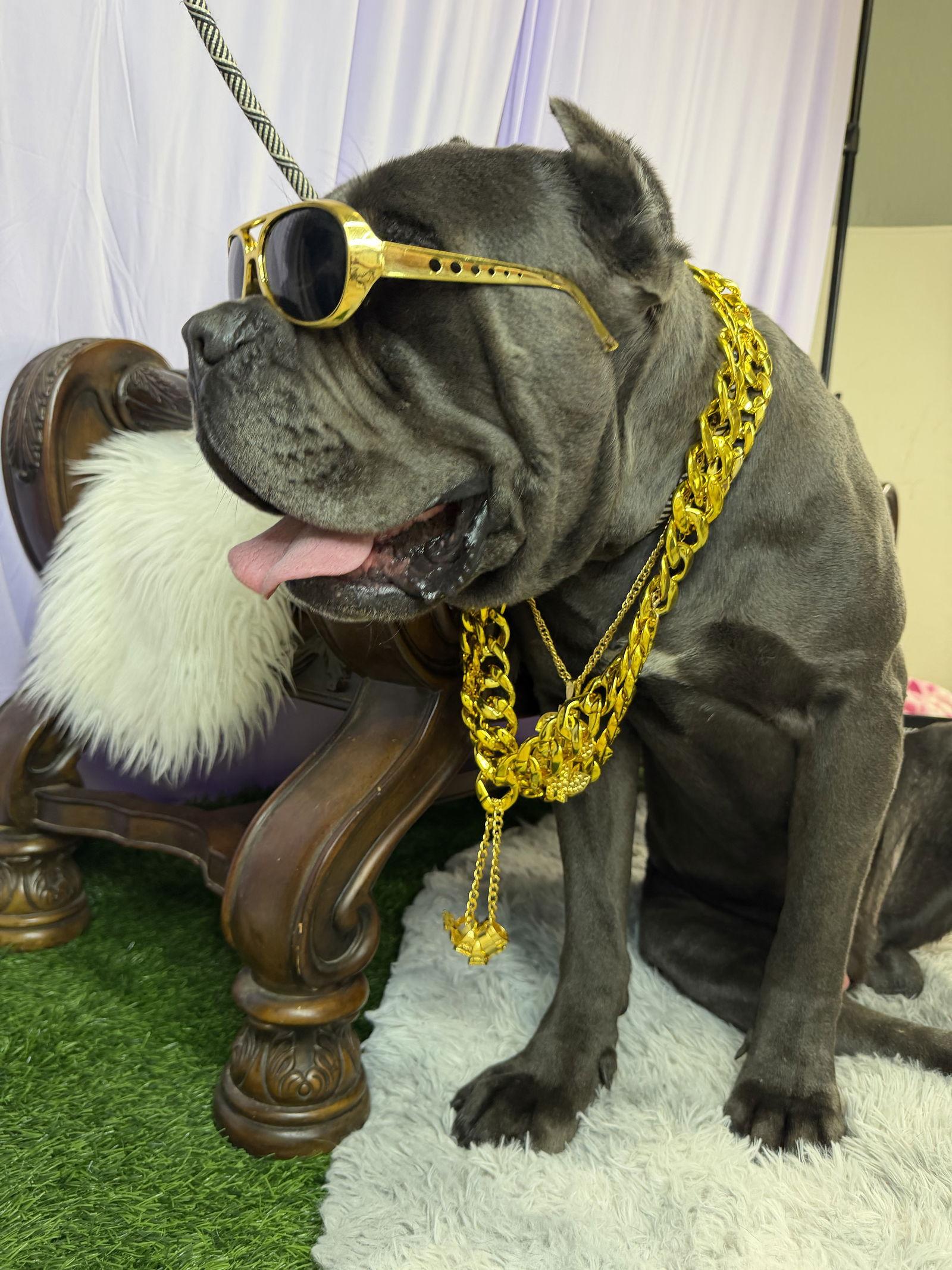 Sonvito, a Adoptable Cane Corso in Glendale, AZ image 3/3