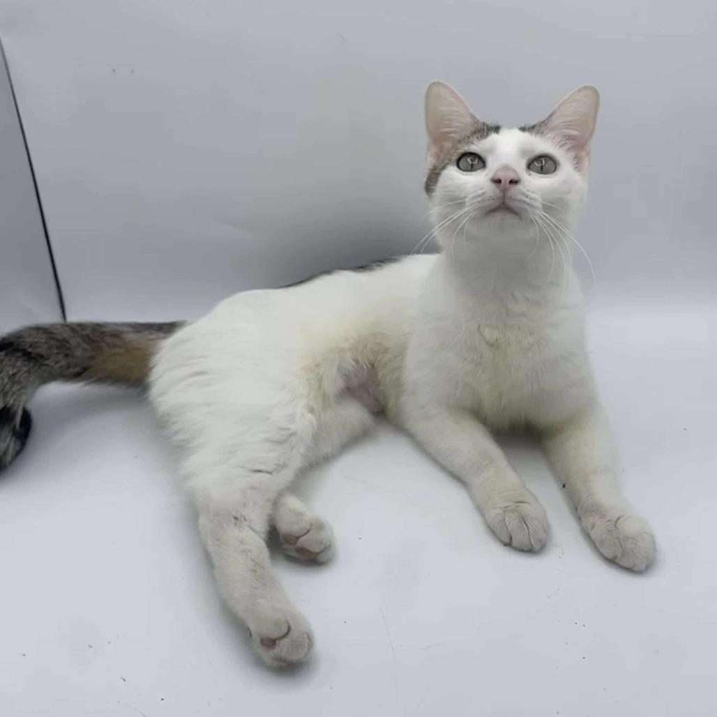 Ban Zhao, a Adoptable Domestic Short Hair in Chicago, IL image 1/6