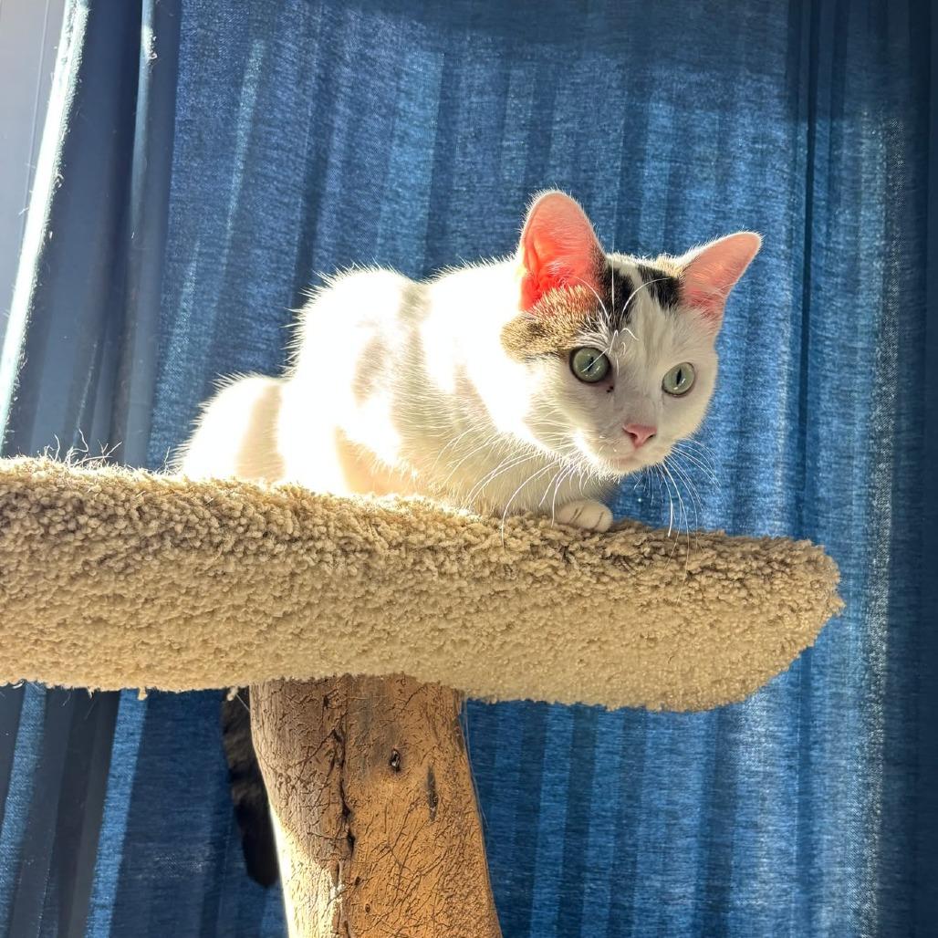 Ban Zhao, a Adoptable Domestic Short Hair in Chicago, IL image 2/6