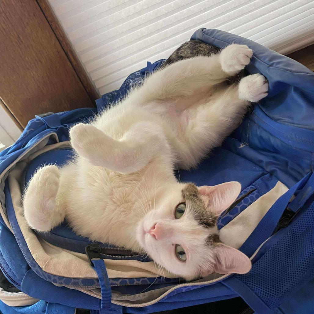 Ban Zhao, a Adoptable Domestic Short Hair in Chicago, IL image 3/6