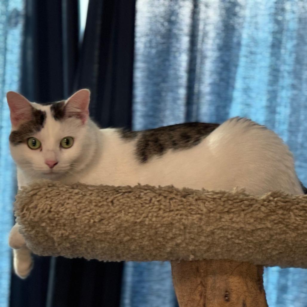 Ban Zhao, a Adoptable Domestic Short Hair in Chicago, IL image 4/6