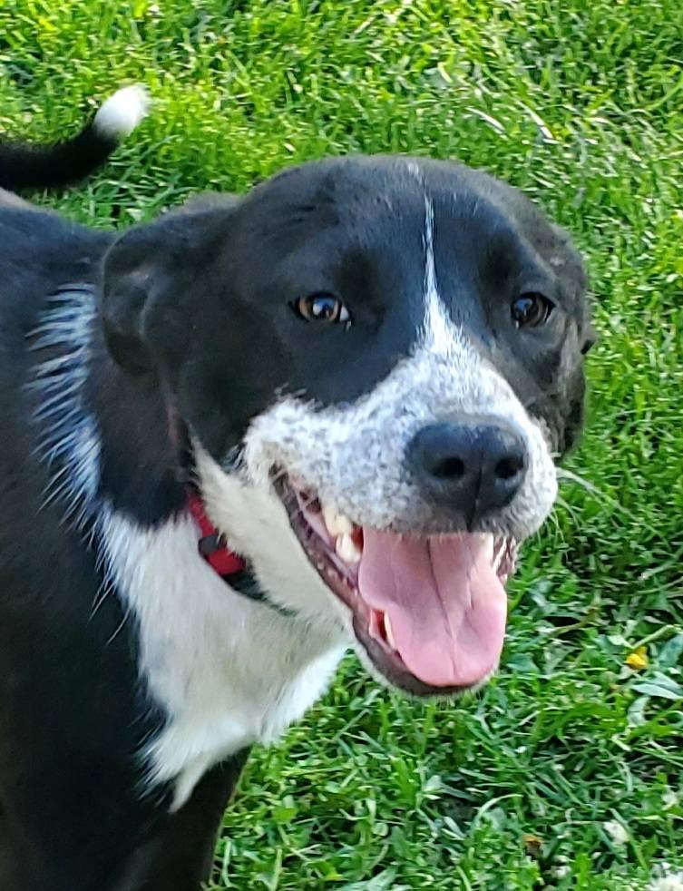 Poppy, a ADOPTABLE mixed breed in Lewiston, ID image 1/4