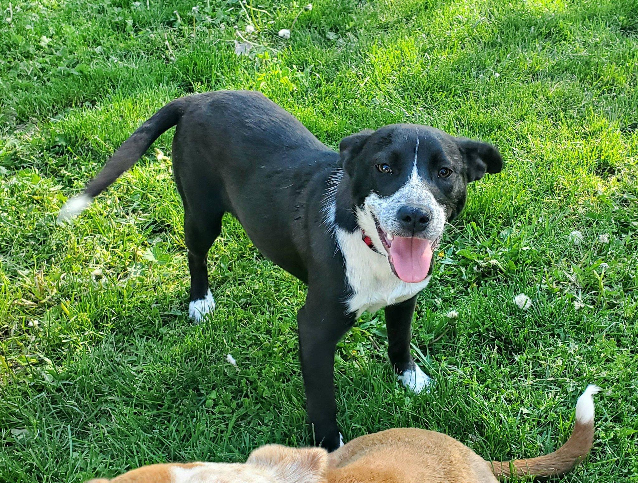 Poppy, a ADOPTABLE mixed breed in Lewiston, ID image 4/4