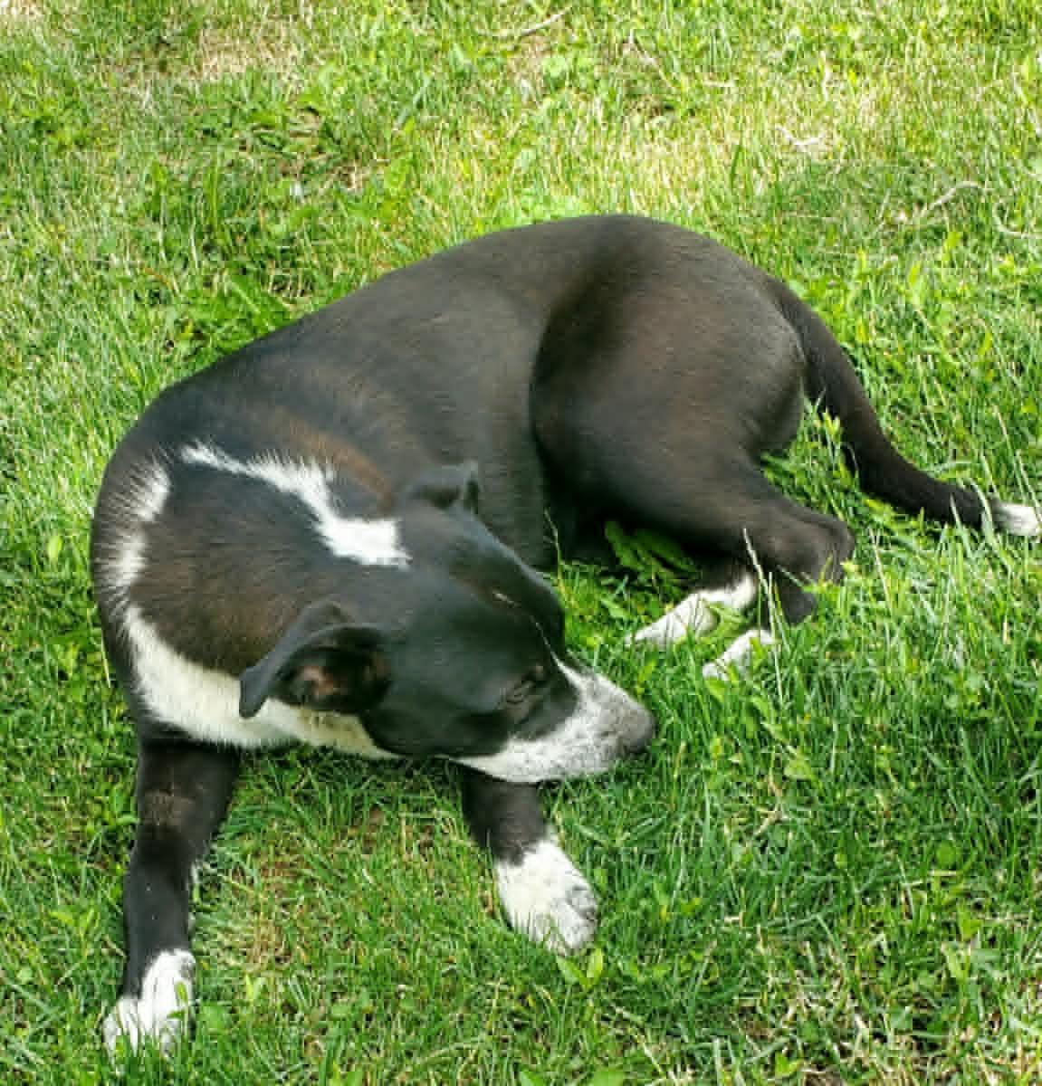 Poppy, a ADOPTABLE mixed breed in Lewiston, ID image 2/4