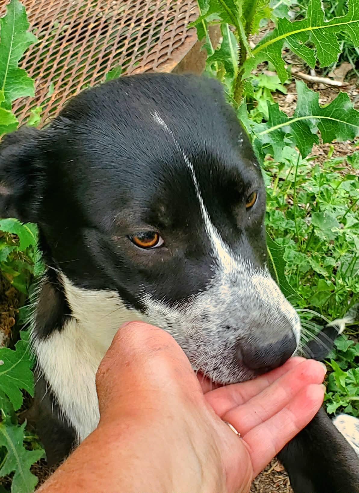 Poppy, a ADOPTABLE mixed breed in Lewiston, ID image 3/4