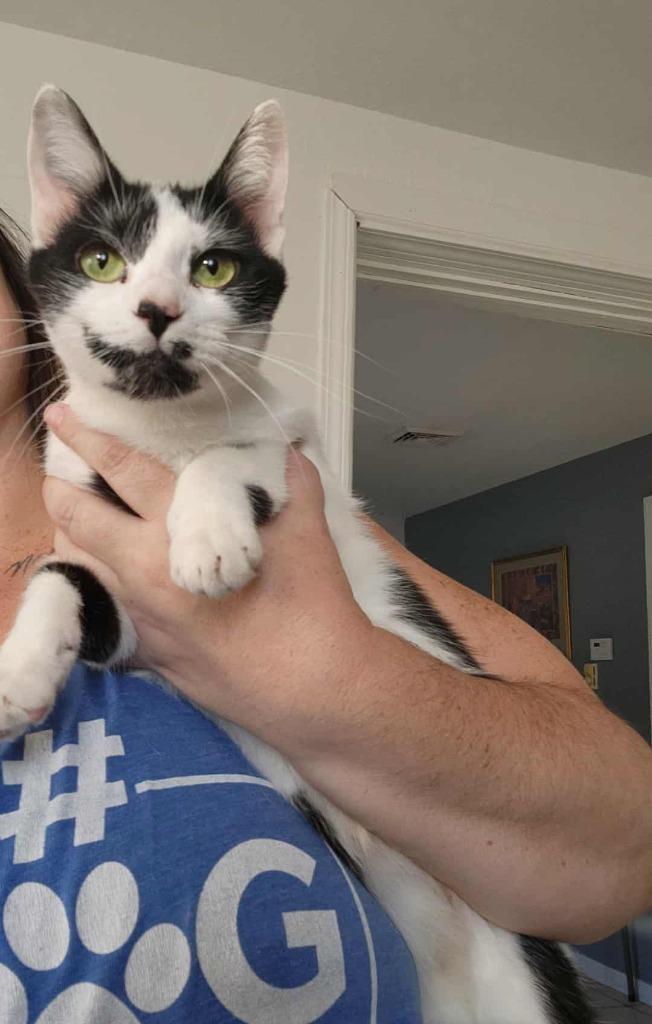 Wizard, Adoptable, Young Female Domestic Short Hair.