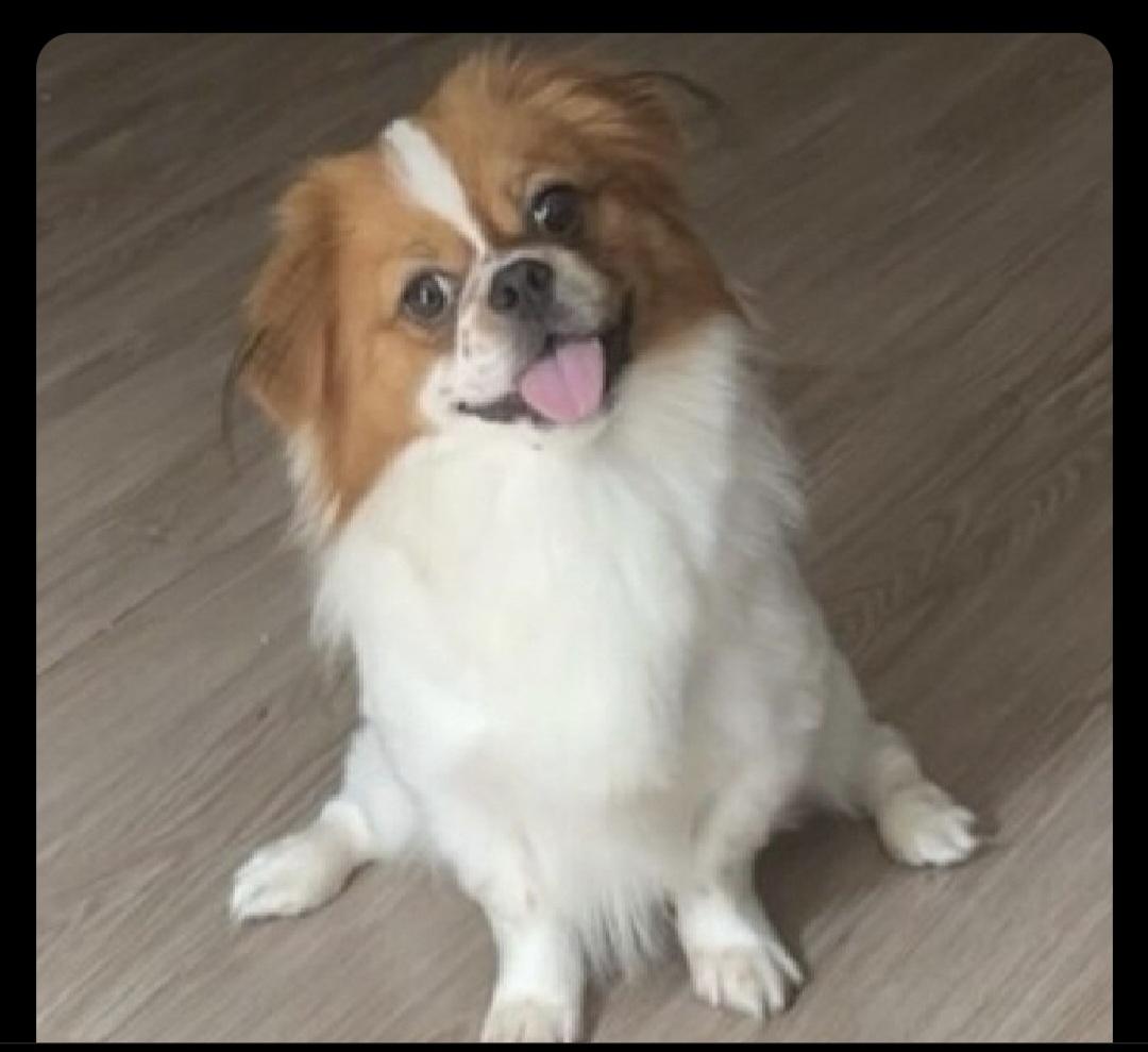 Brownie, Adopted, Young Male Tibetan Spaniel.
