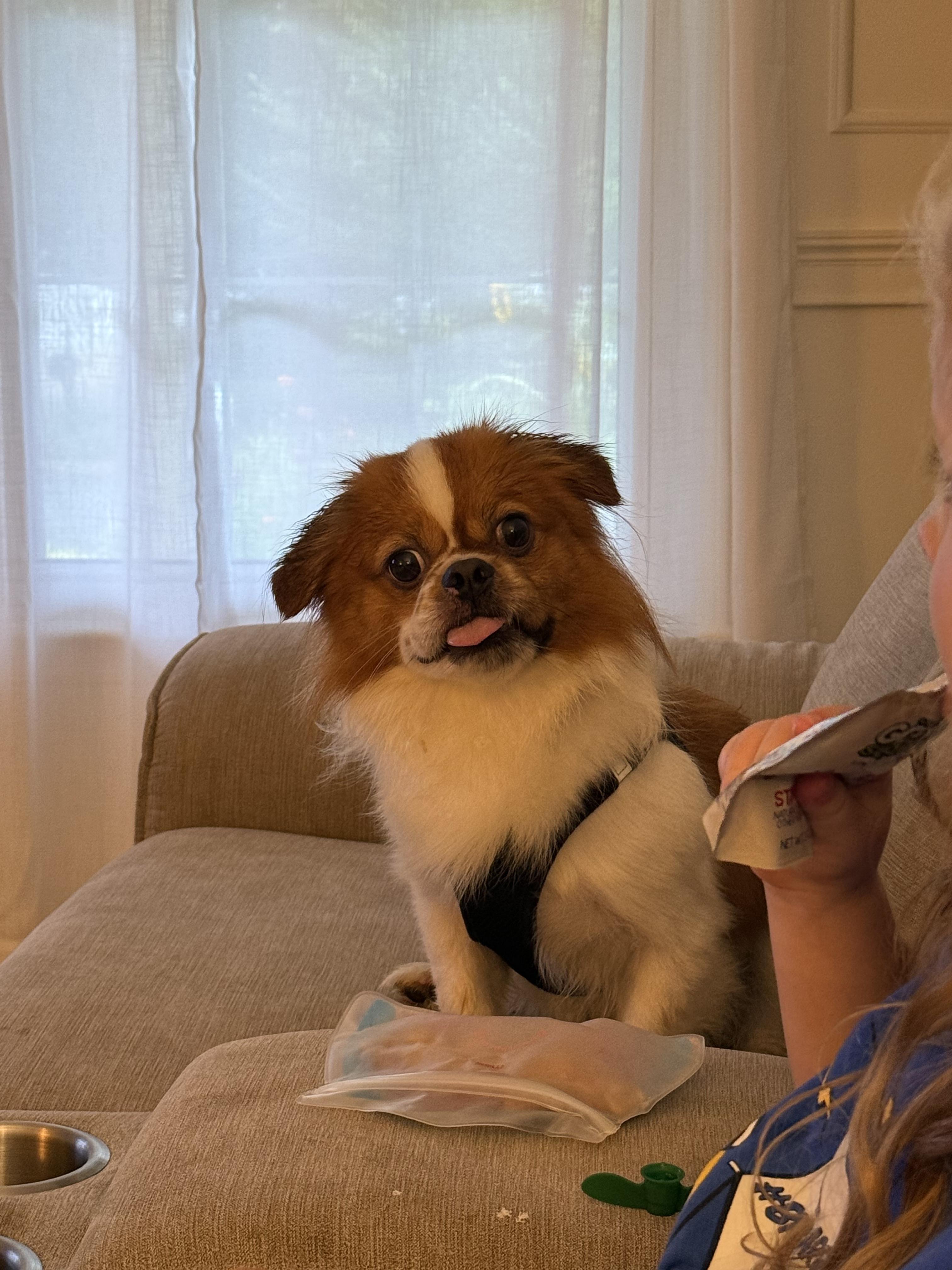 Enlarge Brownie, a Adopted Tibetan Spaniel in Merrimac, MA image 2/4