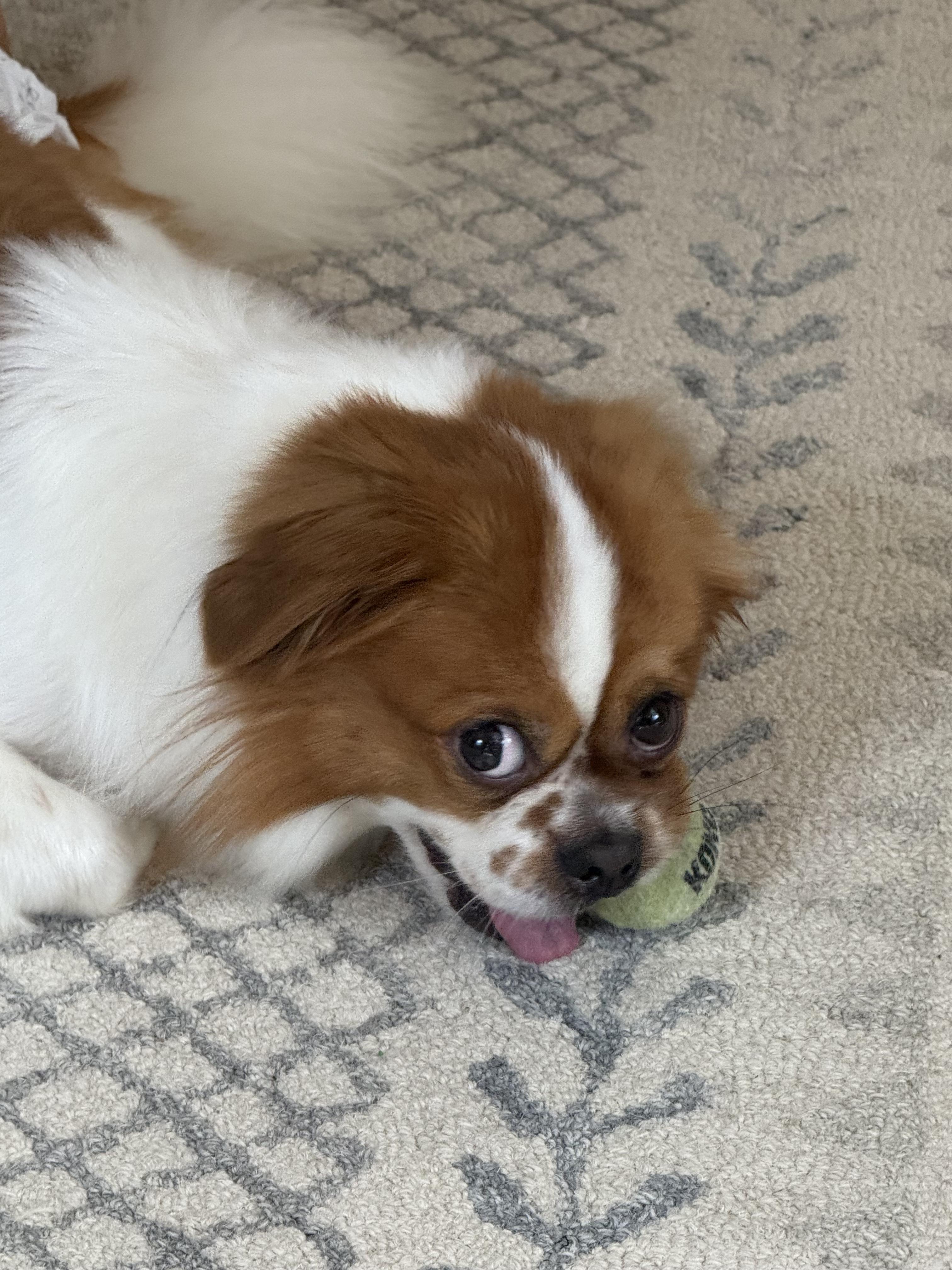 Brownie, Adopted, Young Male Tibetan Spaniel.