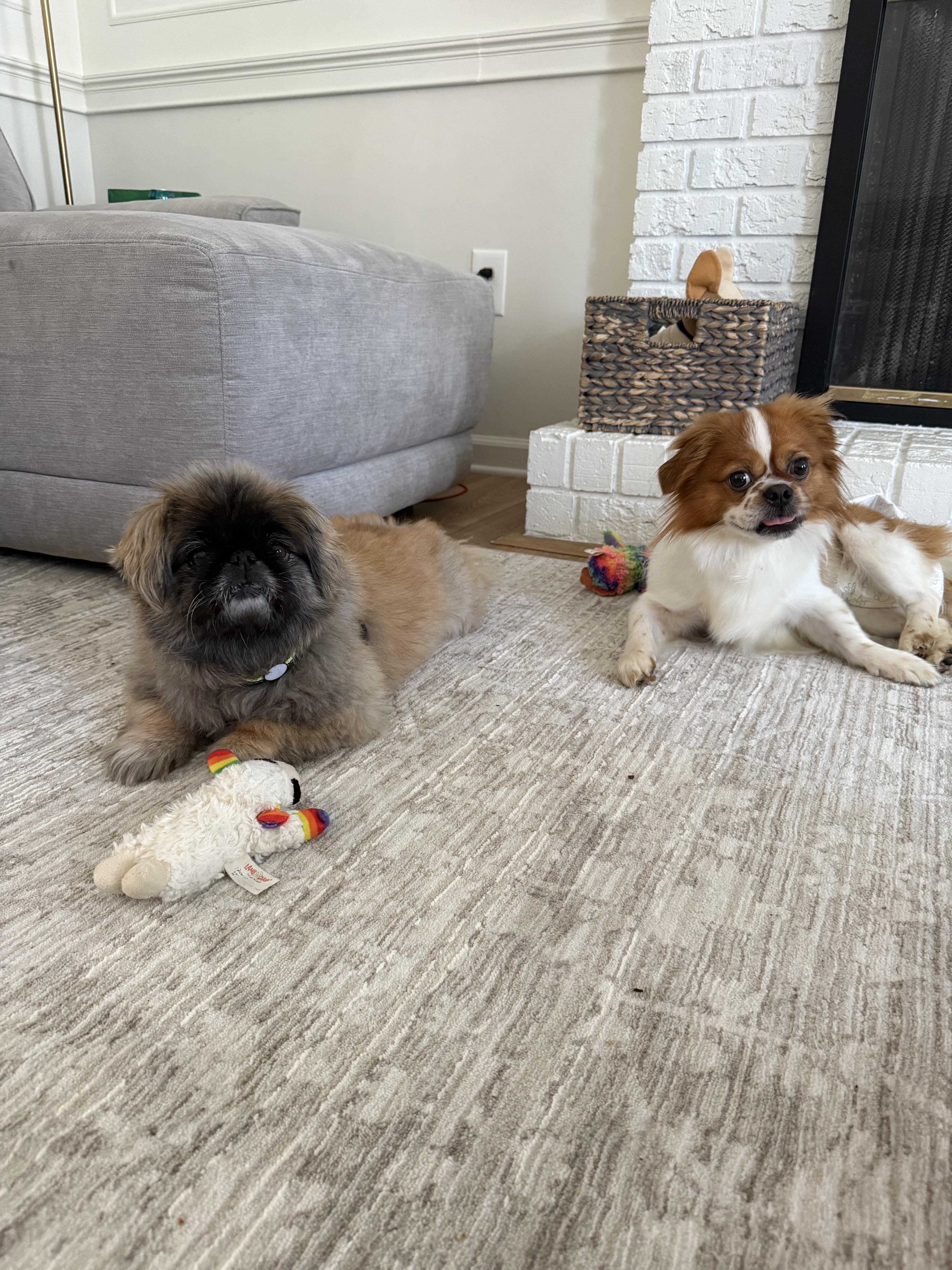 Enlarge Brownie, a Adopted Tibetan Spaniel in Merrimac, MA image 4/4