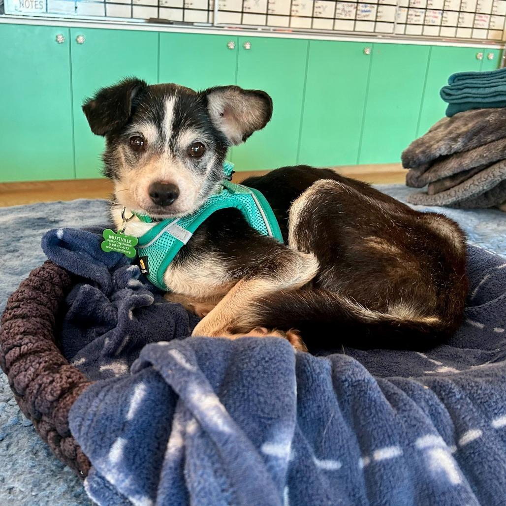Enlarge Wham! 14003, a Adoptable Chihuahua in San Francisco, CA image 1/6
